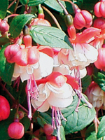 Fuchsia Swingtime